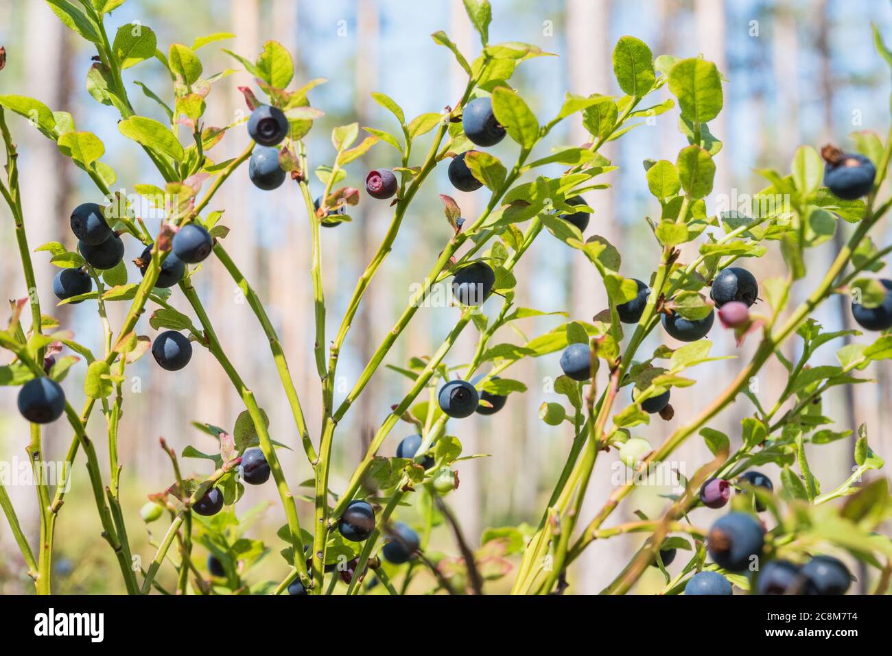 Heidelbeerbusch mit reifen Beeren bedeckt mit verschwommenem Pinienwald dahinter. Juli - September ist die Saison der Nahrungssuche auf wilden Blaubeeren in Skandinavien Stockfoto