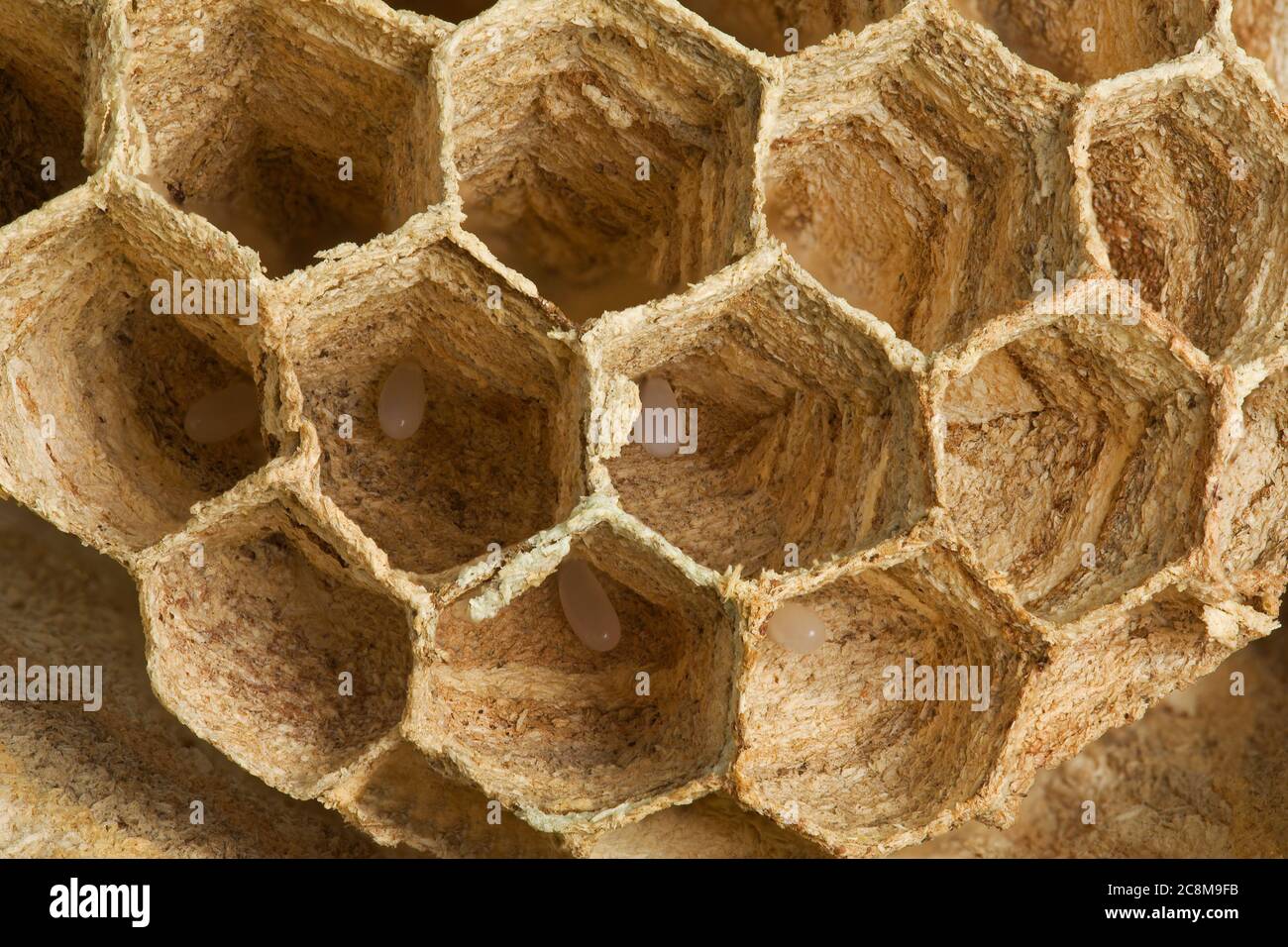 Detail des Europäischen Wespennists mit Larven im Inneren Stockfoto