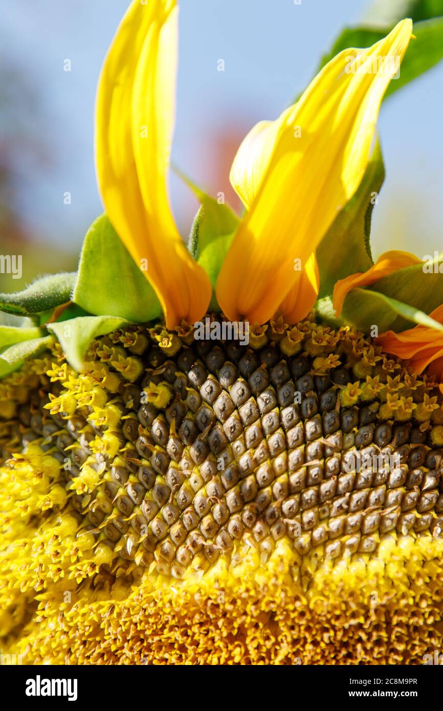 Nahaufnahme einer reifen Sonnenblume (Helianthus annuus) vor der Ernte an sonnigen Tagen gegen blauen Himmel, weicher Fokus. Stockfoto