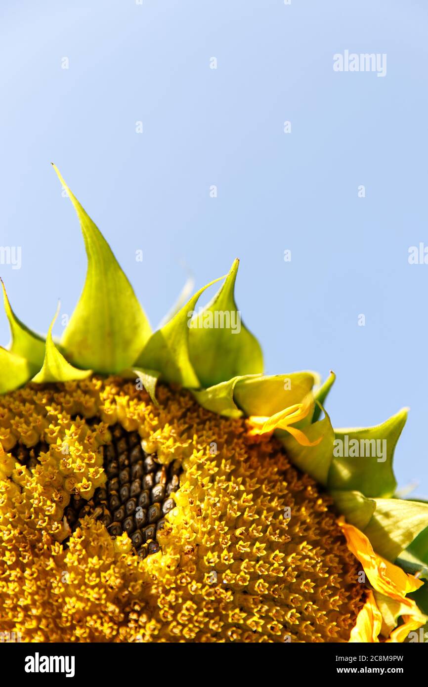 Nahaufnahme einer reifen Sonnenblume (Helianthus annuus) vor der Ernte an sonnigen Tagen gegen blauen Himmel, weicher Fokus. Speicherplatz kopieren. Stockfoto