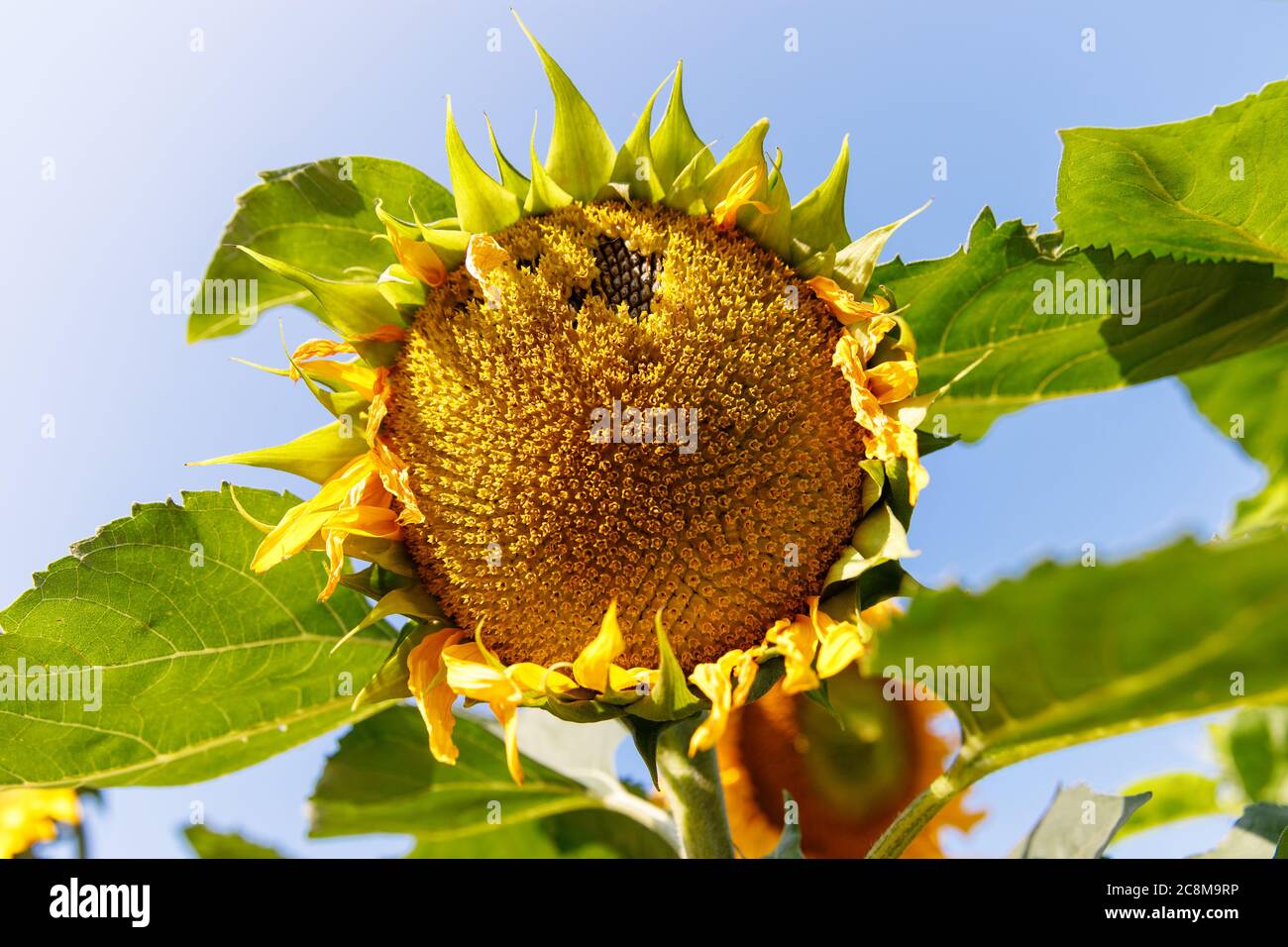 Nahaufnahme einer reifen Sonnenblume (Helianthus annuus) vor der Ernte an sonnigen Tagen gegen blauen Himmel, weicher Fokus. Stockfoto
