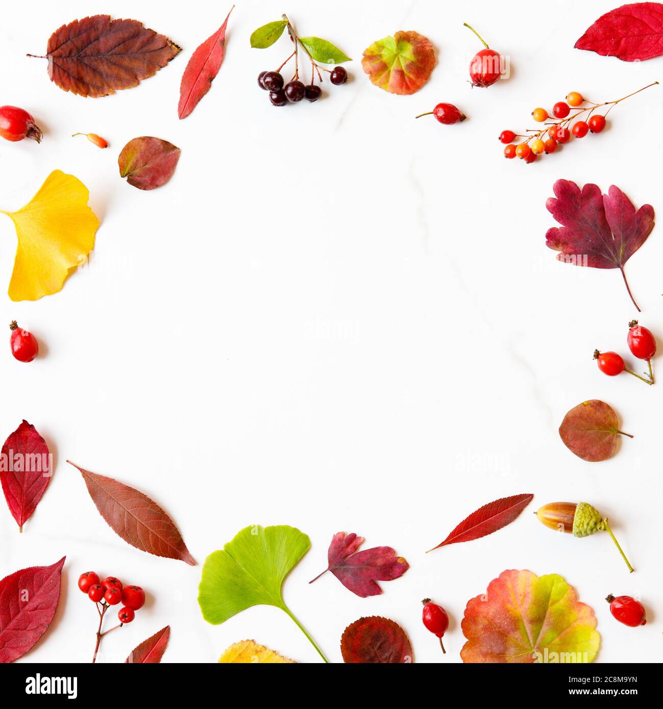 Herbstkonzept. Rahmen aus Herbstblättern - Birke, japanischer Ahorn, Ginkgo, Geranie, Berberbeeren, Eicheln, Eberesche, Weißdorn auf weißem Marmorboden Stockfoto