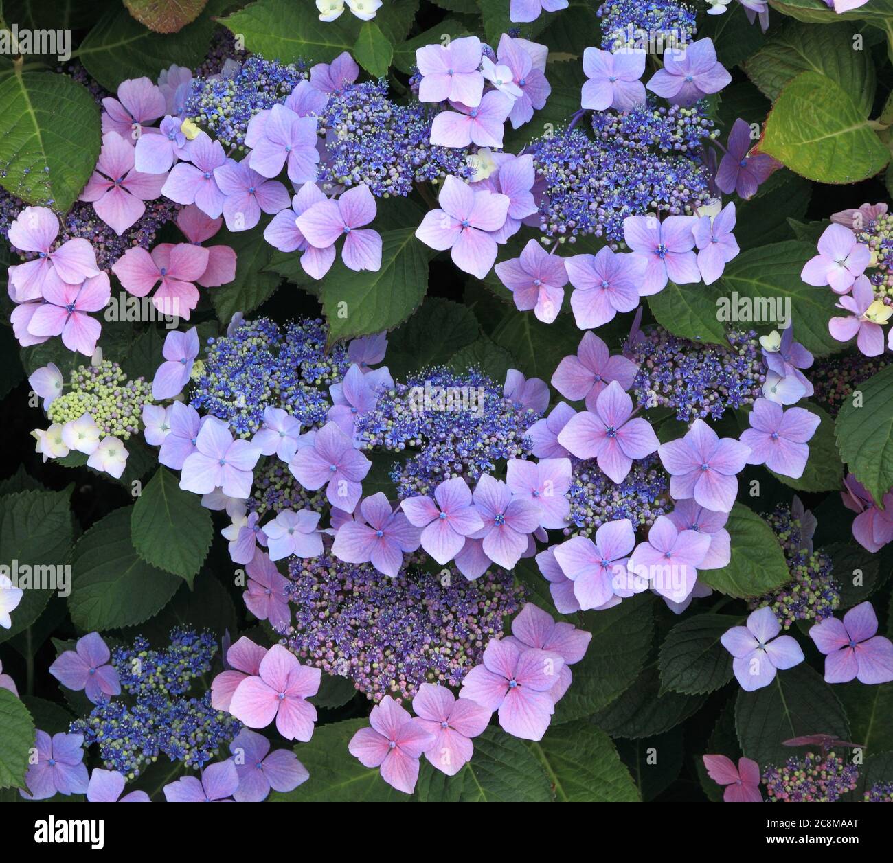Hortensia macrophylla 'Blue Wave', Hortensia mariesii 'Perfecta', Hortensien, Detail Stockfoto
