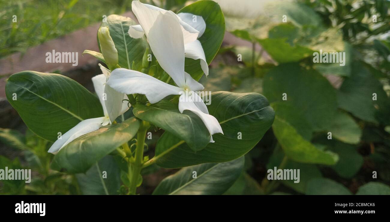 Schöne Blumen im Garten Stockfoto