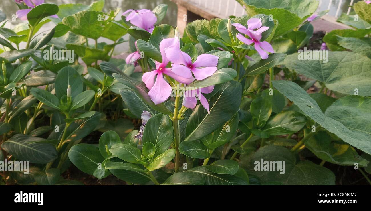 Schöne Blumen im Garten Stockfoto