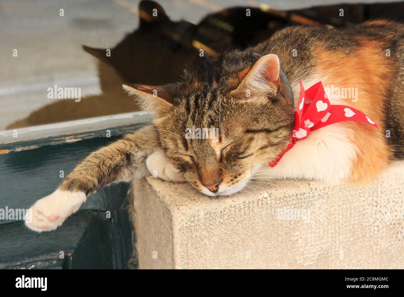 Eine Katze, die ein Nickerchen vor einem Souvenirladen in der Stradun (Hauptstraße) der Altstadt von Dubrovnik, Kroatien macht Stockfoto