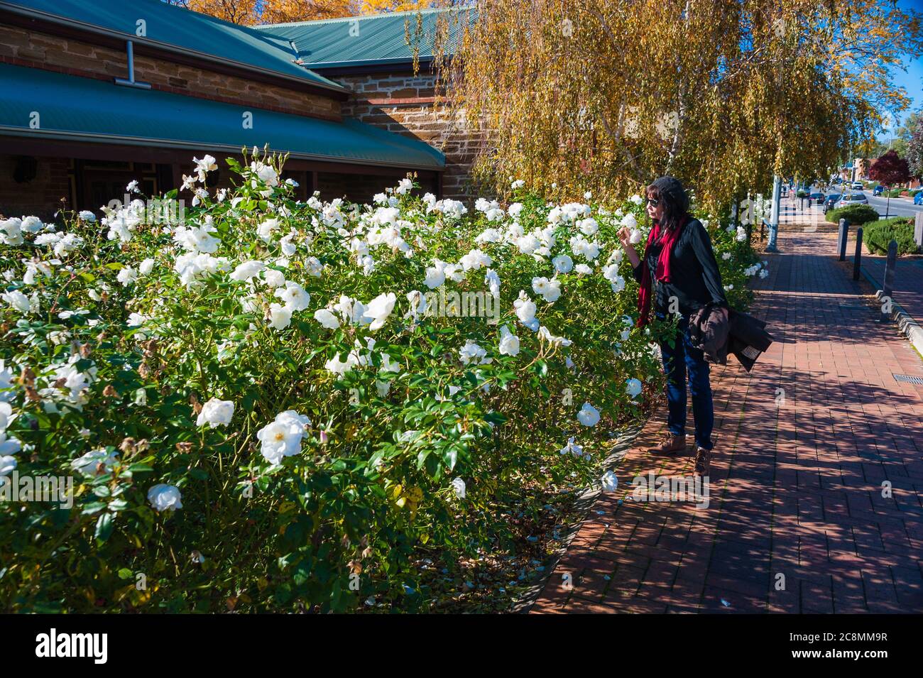 Eine weibliche Touristen, die auf einem Bürgersteig im McLaren Vale spazieren, hält an, um einen wunderschönen weißen Rosengarten in der Hardy's Winery in Südaustralien zu bewundern. Stockfoto