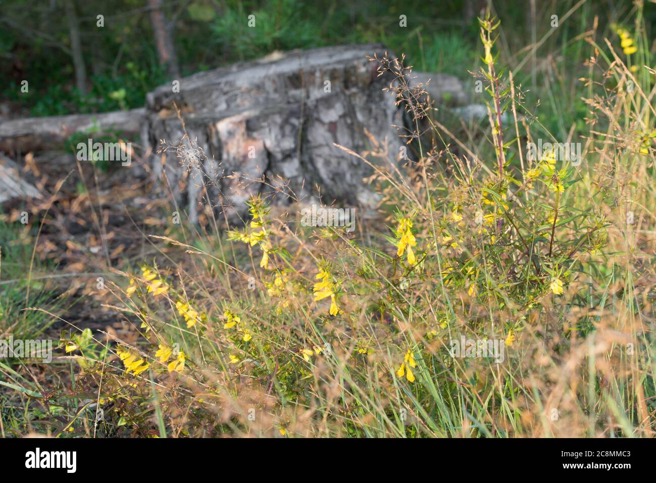 Melampyrum pratense, gemeine Kuh-Weizen gelbe Blüten in Wald Nahaufnahme Stockfoto