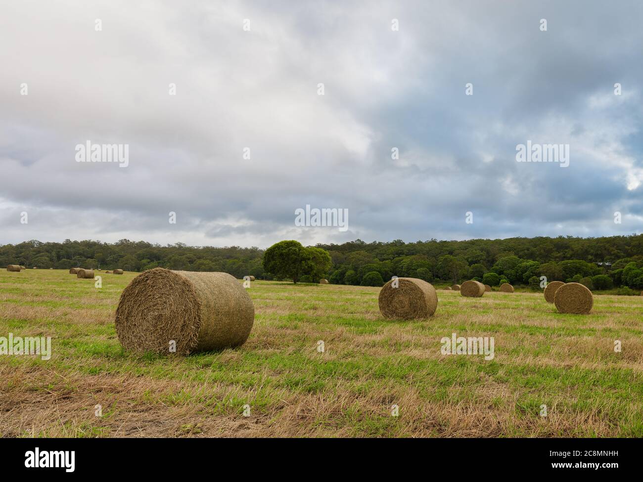 Heuballen liegen verpackt und bereit für Abholung und Lieferung auf einem Heufeld auf einem Grundstück in Yungaburra, Queesnland, Australien. Stockfoto