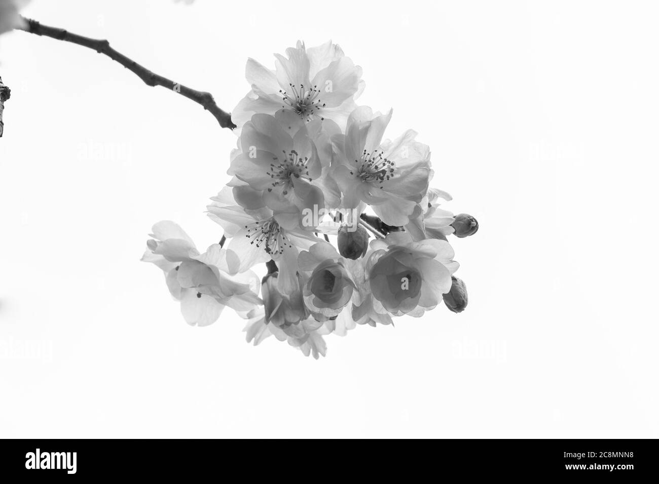 Kirschblüte im Frühling für den Hintergrund oder Kopie für text Stockfoto