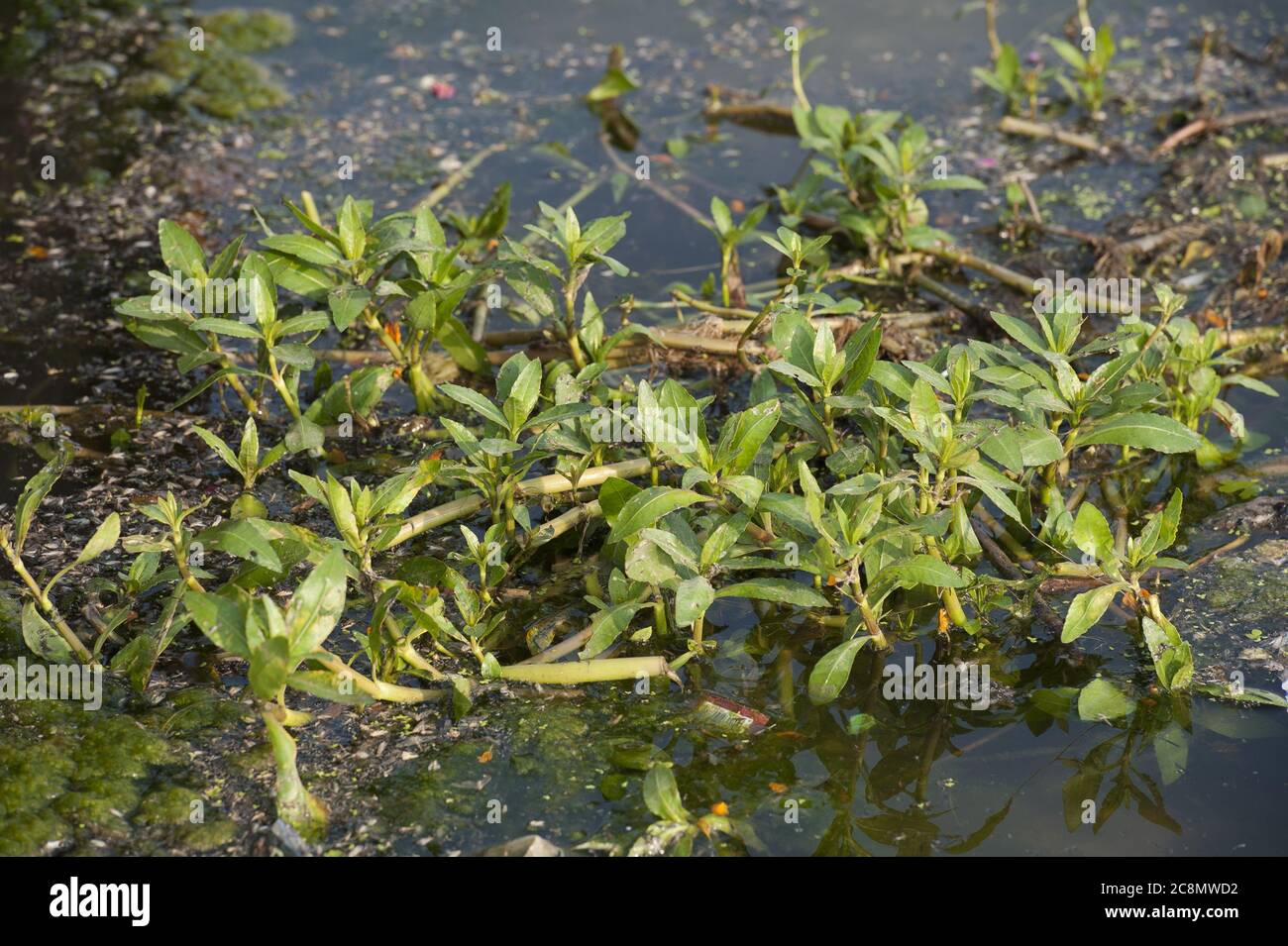 Sessile joyweed, Alternanthera sessilis, Amaranthaceae, Gambella Nationalpark, Äthiopien, Afrika Stockfoto