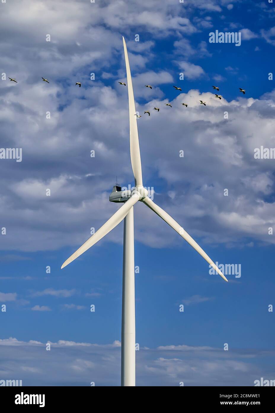 Pelikane fliegen in der Nähe einer Windkraftanlage, St. Leon, Manitoba, Kanada. Stockfoto