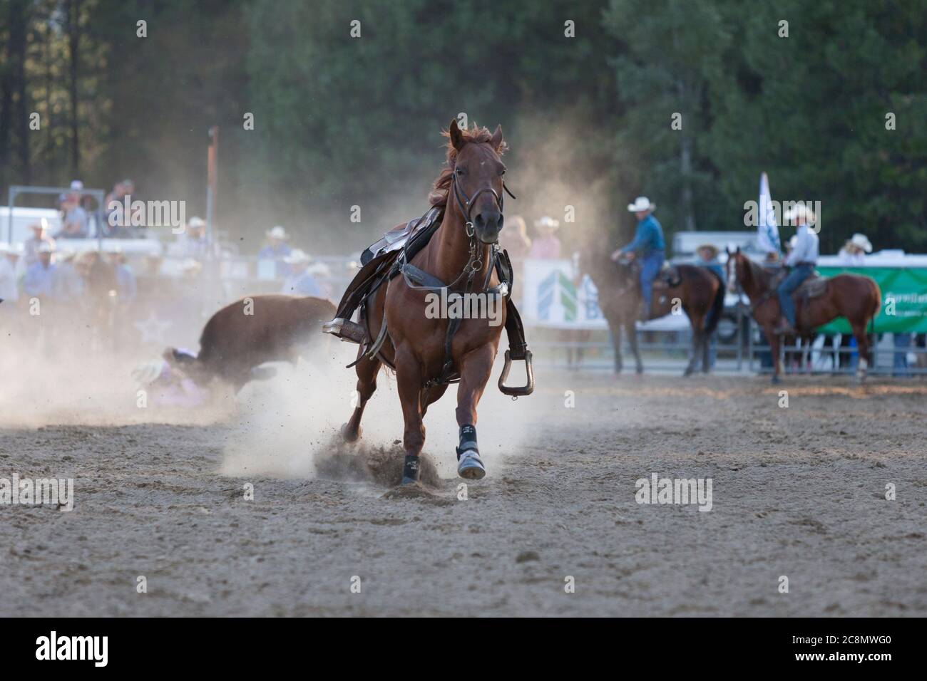 Ein Pferd reitet weiter, während ihr Cowboy beim Bulldogging-Event am Kootenai River Stampede in Libby, Montana, am Freitag, 24. Juli 2020, einen Steer kämpft. Das jährliche Rodeo wurde mit zusätzlichen Sicherheitsmaßnahmen aufgrund steigender COVID-19-Fälle im Bundesstaat abgehalten. Stockfoto