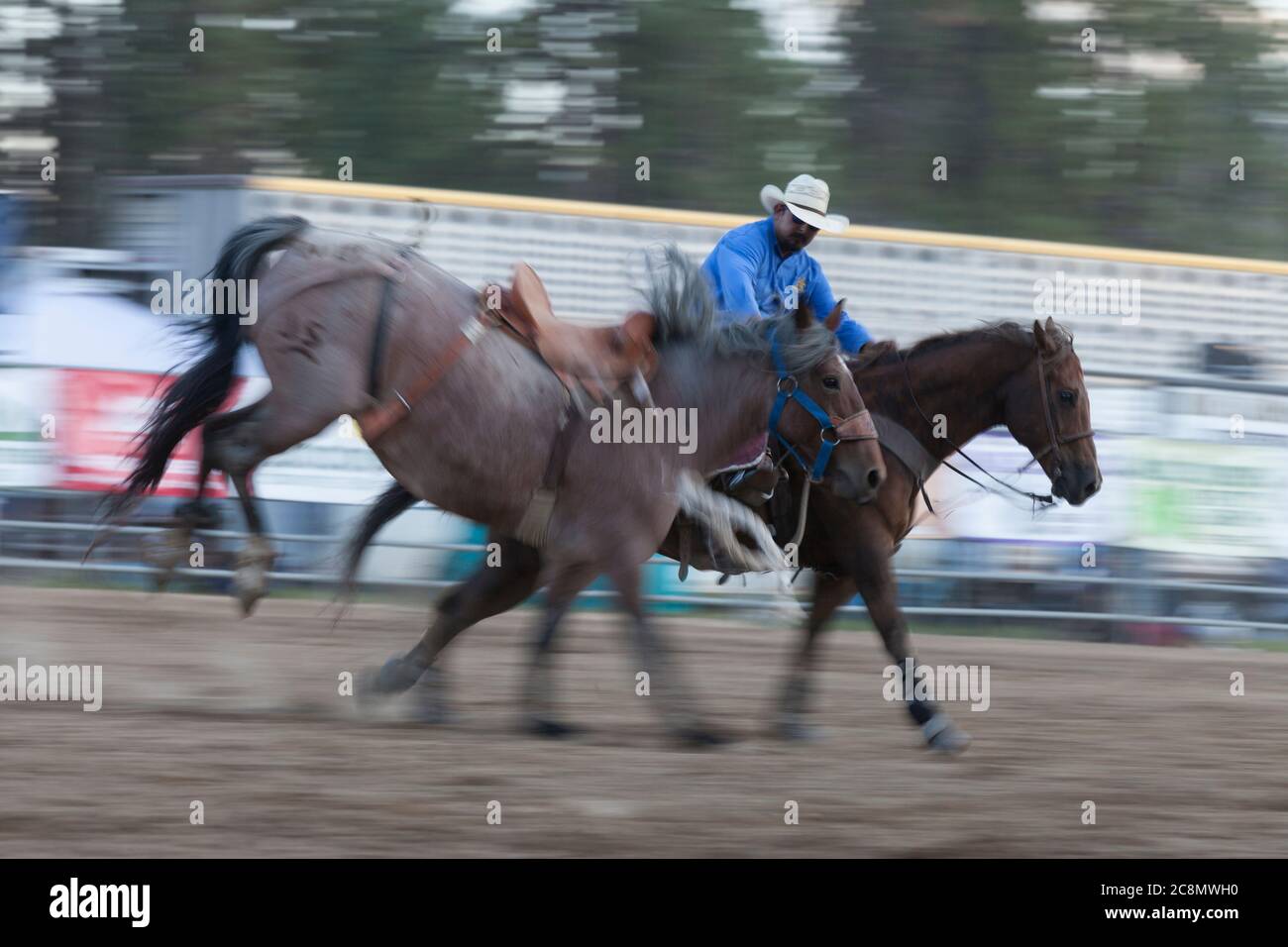 Ein Pickup-Mann führt ein Pferd zum Ausgang während der Sattel Bronc Veranstaltung auf der Kootenai River Stampede in Libby, Montana am Freitag, 24. Juli 2020. Das jährliche Rodeo wurde mit zusätzlichen Sicherheitsmaßnahmen aufgrund steigender COVID-19-Fälle im Bundesstaat abgehalten. Stockfoto