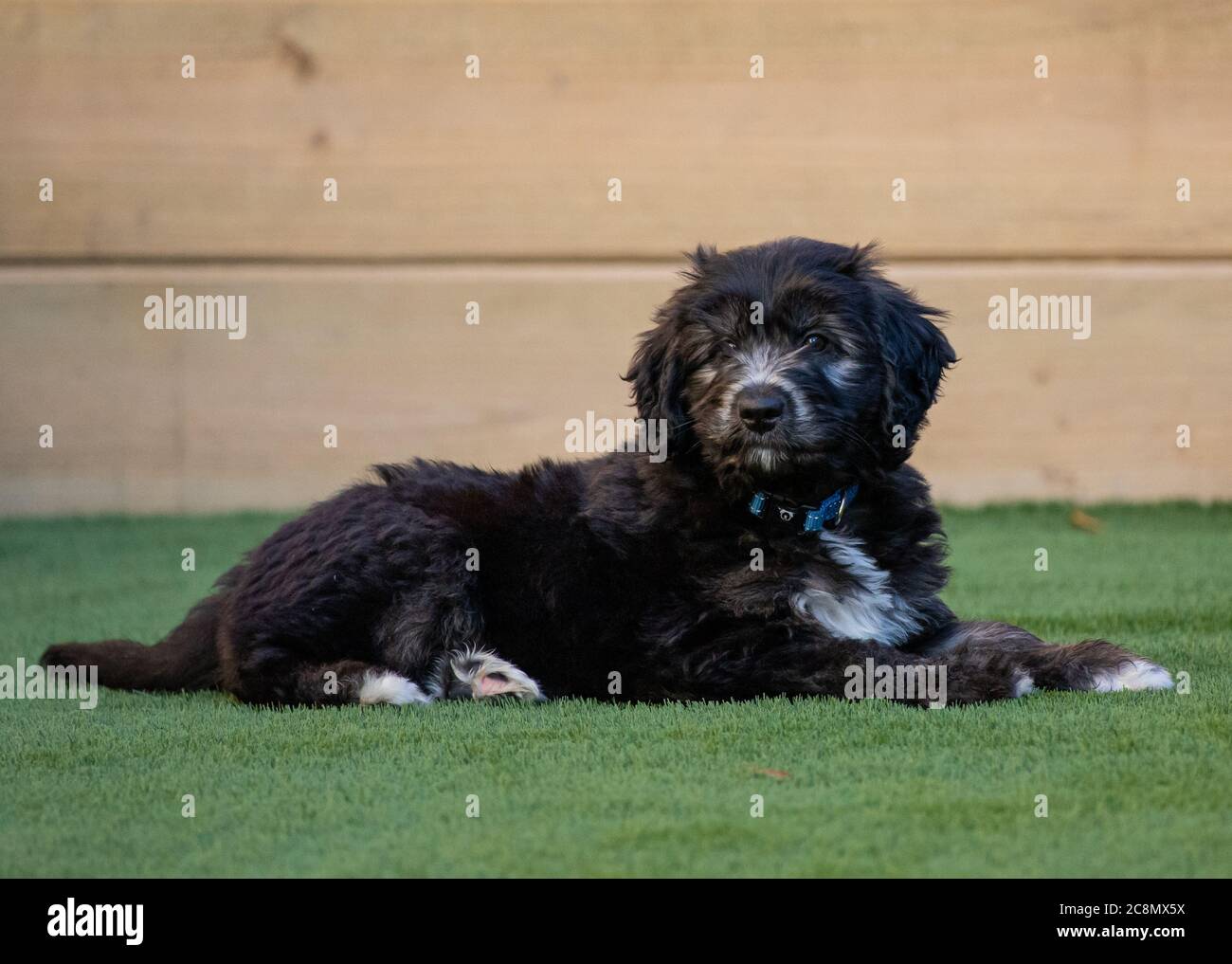 A Groodle Puppy - Pudel Cross Golden Retriever und Labrador Stockfoto