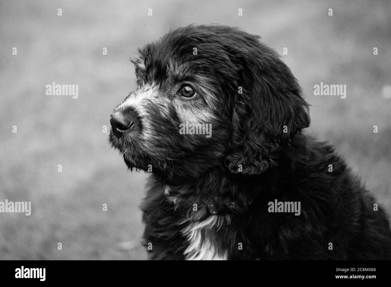 A Groodle Puppy - Pudel Cross Golden Retriever und Labrador Stockfoto