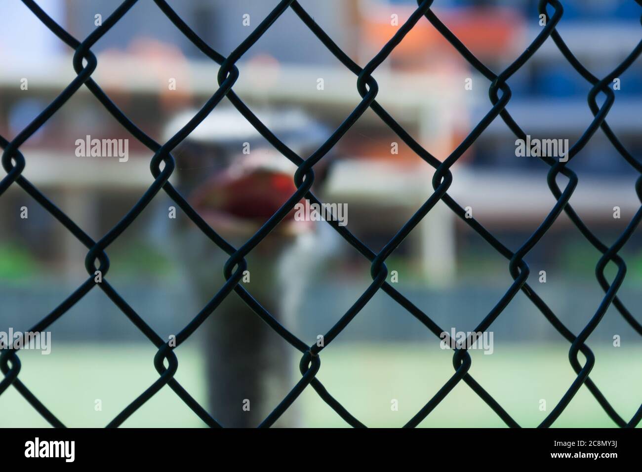 Strauß in Gefangenschaft außerhalb des Zauns aus Metalldraht Stockfoto