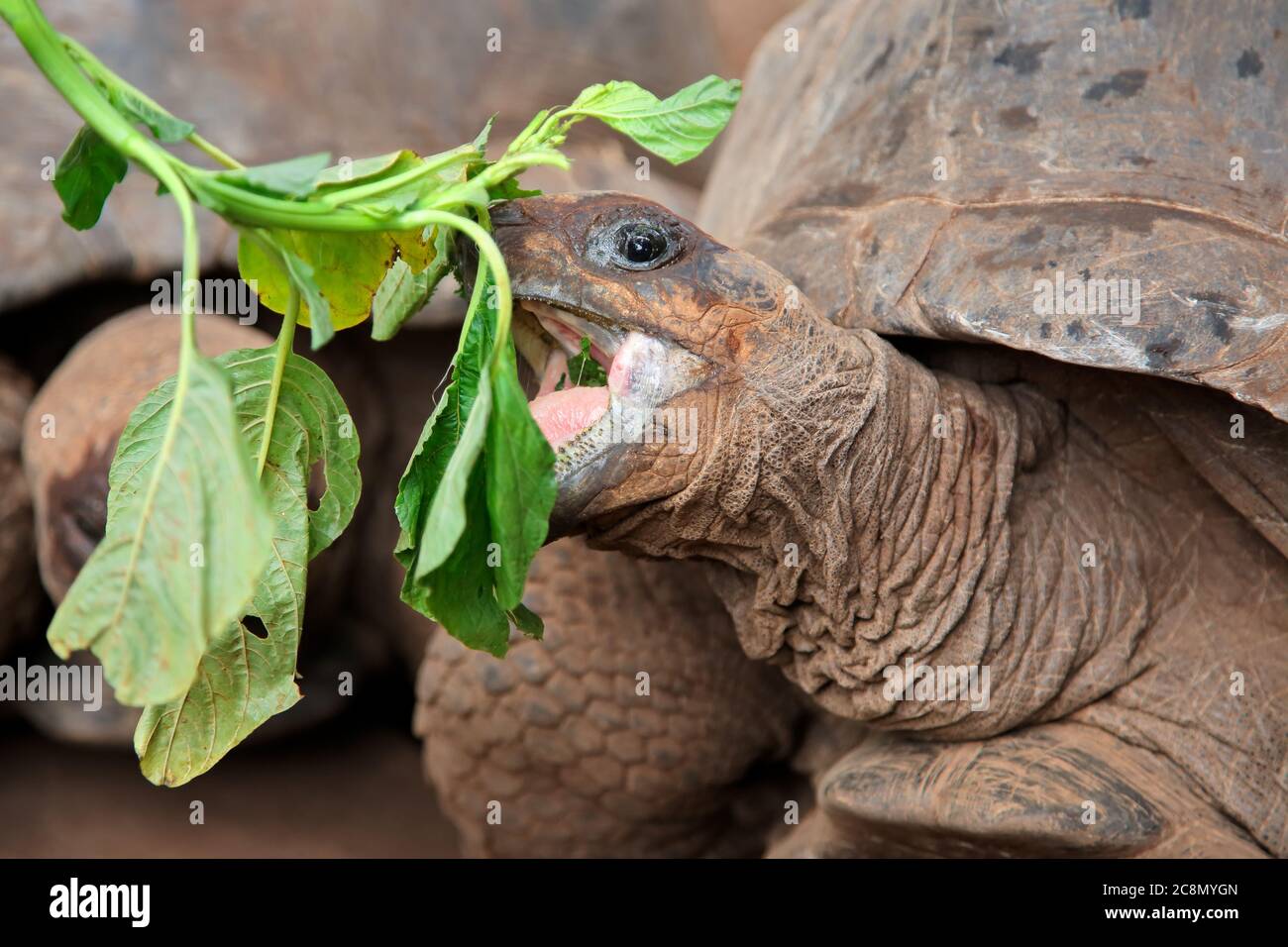 Portrait von Aldabra Riesenschildkröte (Aldabrachelys gigantea) beim Essen, Sansibar Stockfoto