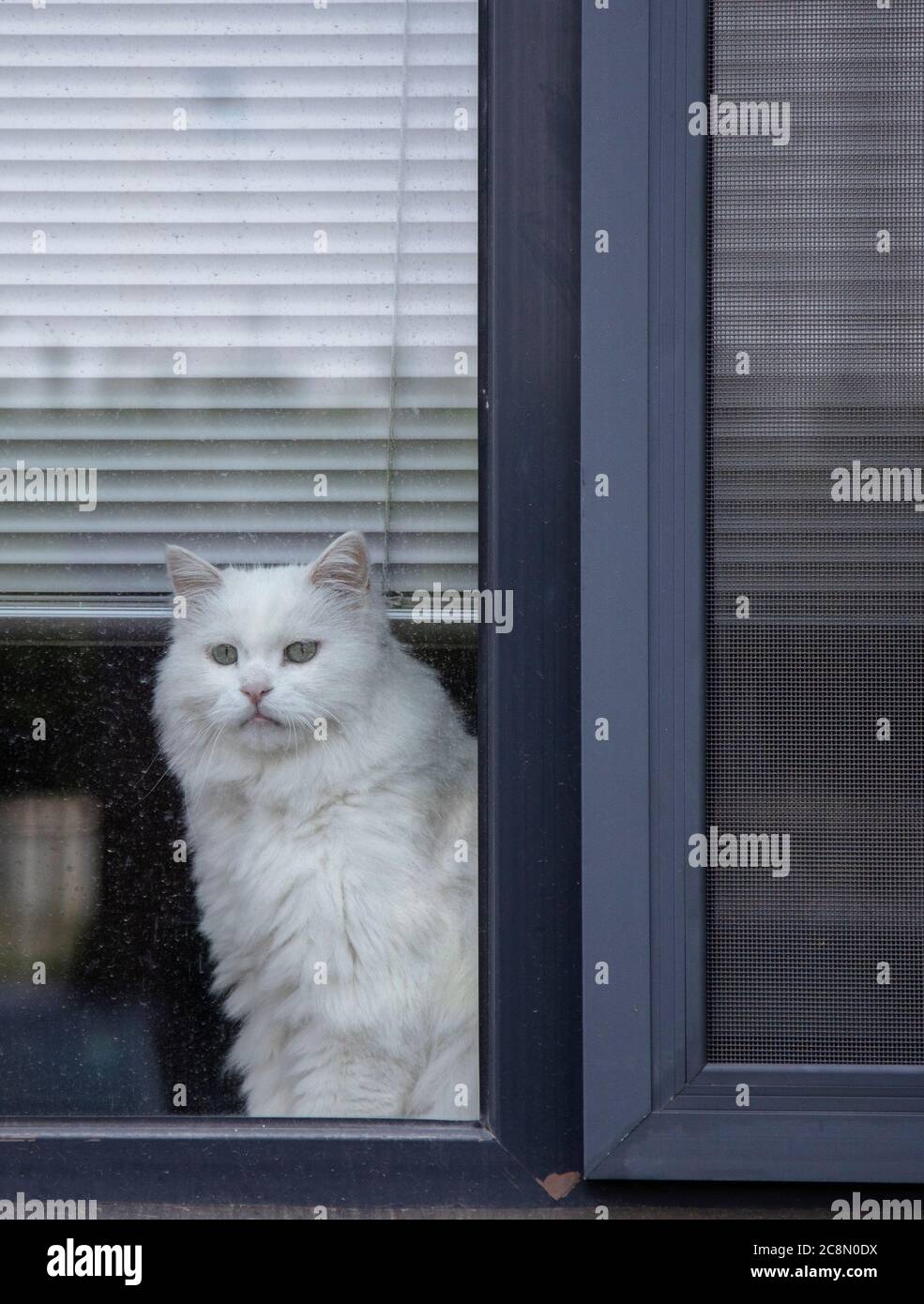 Eine Hauskatze sitzt hinter dem Fenster. Stockfoto