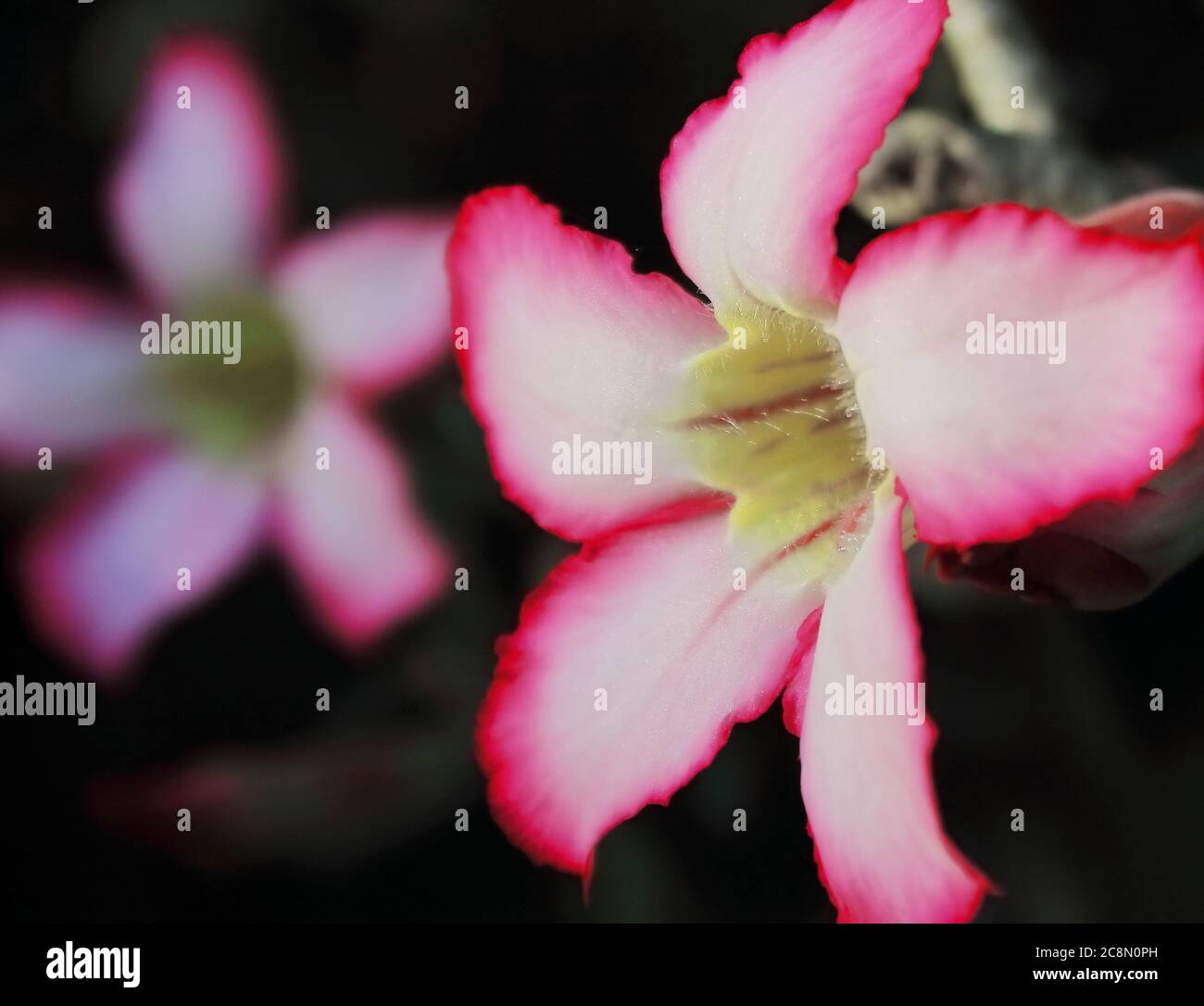 Schöne rosa adenium Blüten oder Wüstenrosenblüten (adenium obesum) blühen, West bengalen, indien Stockfoto