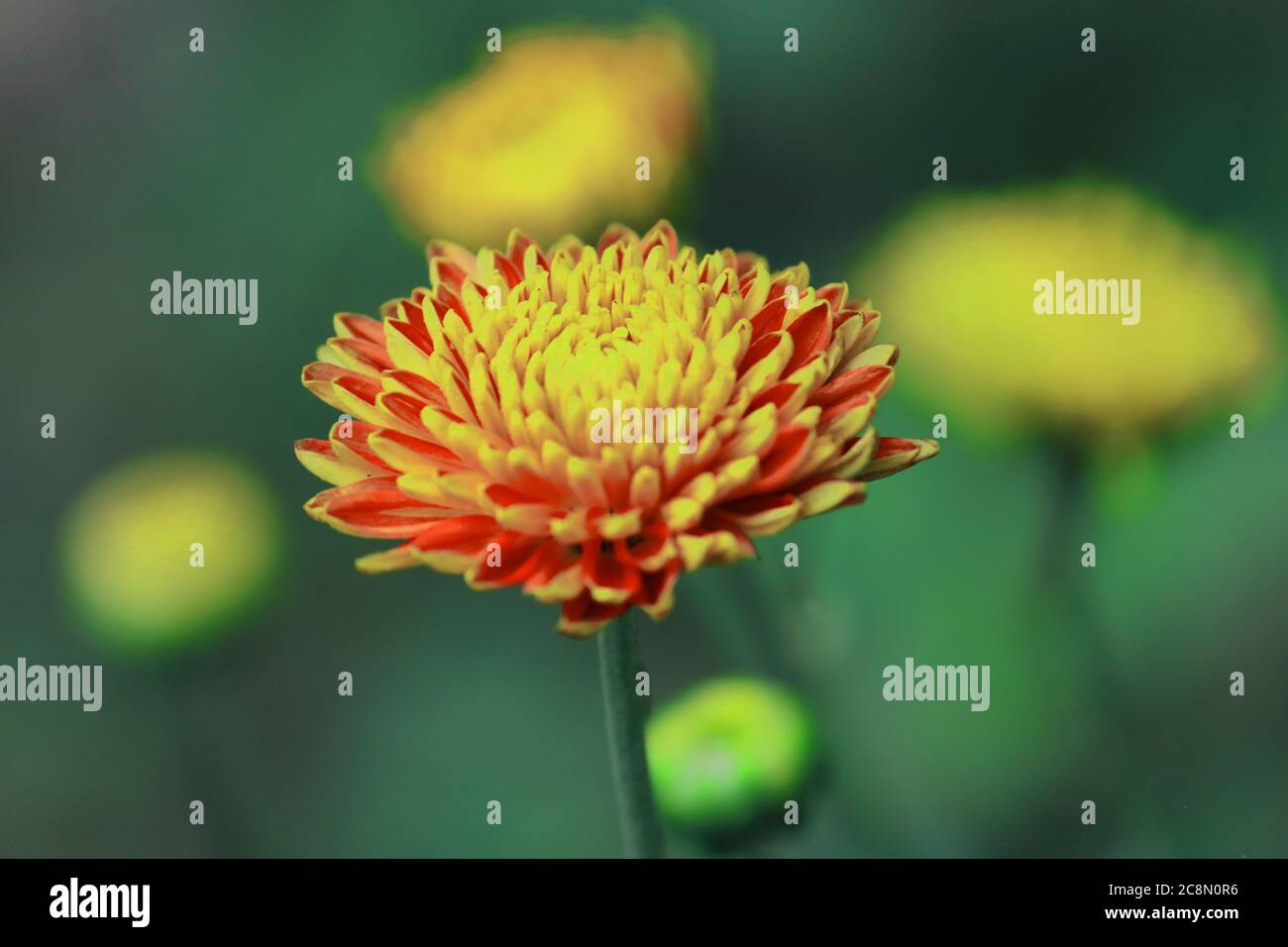 Schöne saisonale Blume Chrysantheme (Chrysantheme morifolium) blühenden, West bengalen in indien Stockfoto