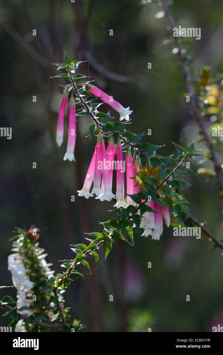 Rosa, Rot und Weiß glockenförmigen Blüten der Australischen Fuchsia Heide, Epacris longiflora, Familie Ericaceae, Royal National Park, NSW, Australien. Stockfoto