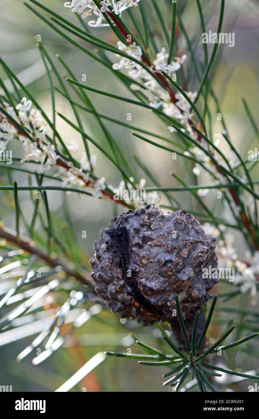 Zarte Blüten, zähe holzig Früchte und lange stachelige nadelartige Blätter der australischen einheimischen Needlebush, Hakea gibbosa, Familie Proteaceae, Royal N Stockfoto