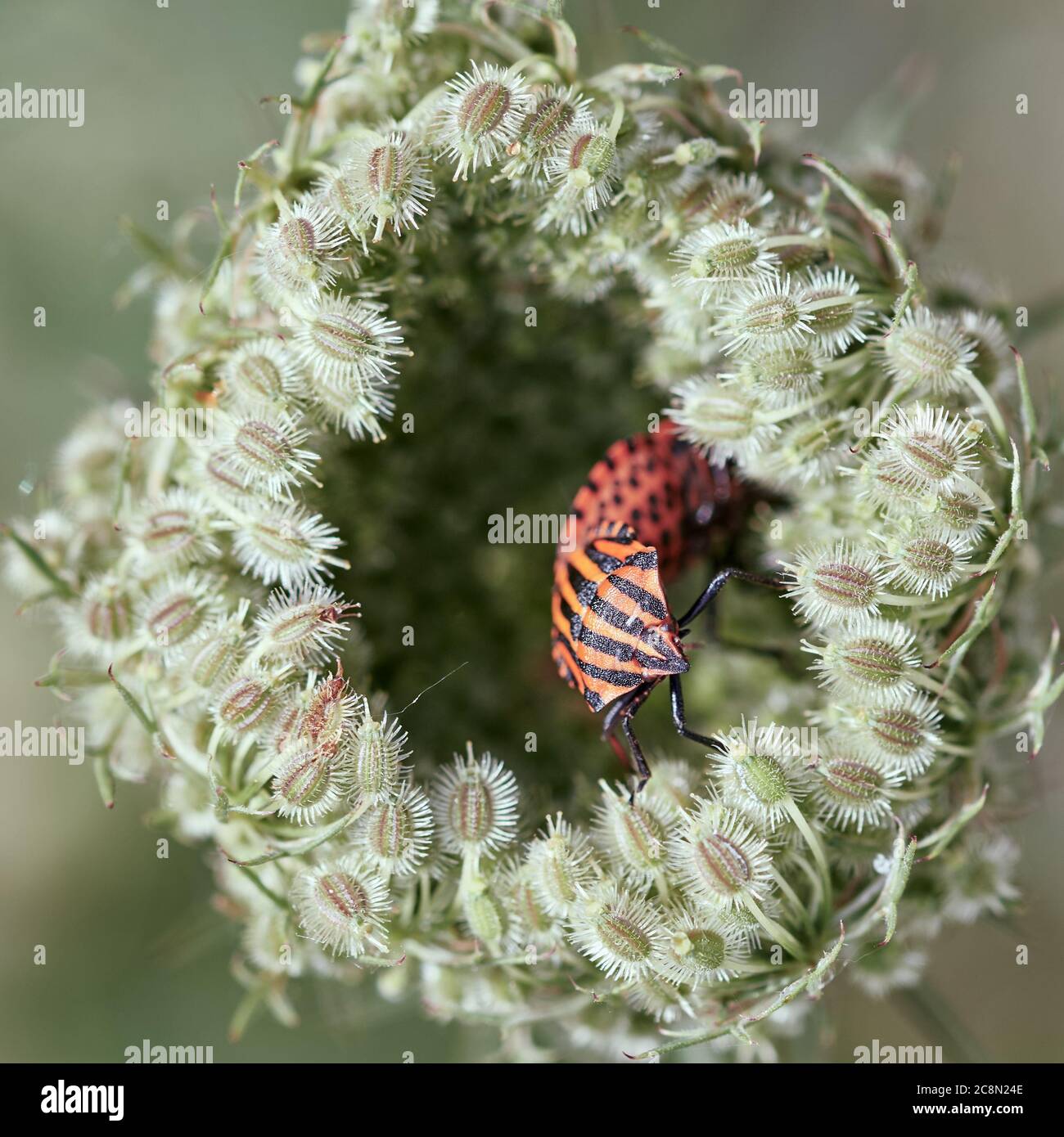 Italienische Streifenwanze oder Minstrel-Wanze (Graphihosoma italicum) innerhalb der wilden Karottenpflanze (Daucus carota) Stockfoto