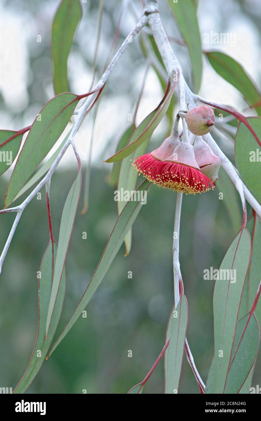 Rote Blüten und graugrüne Blätter des australischen mallee-Baumes Eucalyptus caesia, Familie Myrtaceae. Der gemeinsame Name ist Silver Princess. Endemisch Stockfoto