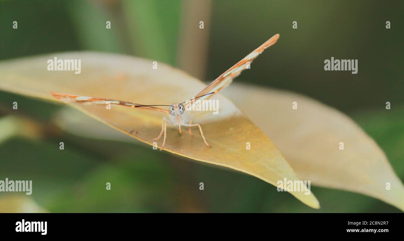 Gewöhnlicher Seemann Schmetterling oder Neptis hylas sitzt auf einem Blatt, in einem Regenwald, Landschaft von indien Stockfoto