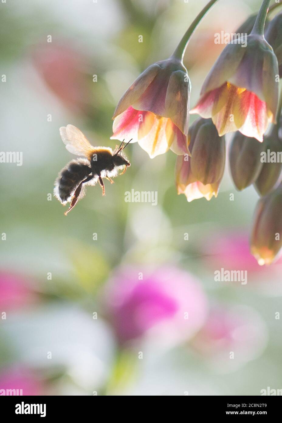 Nectaroscordum siculum subsp Bulgaricum - sizilianischer Honig Knoblauch - und Honigbiene - UK Garten Stockfoto
