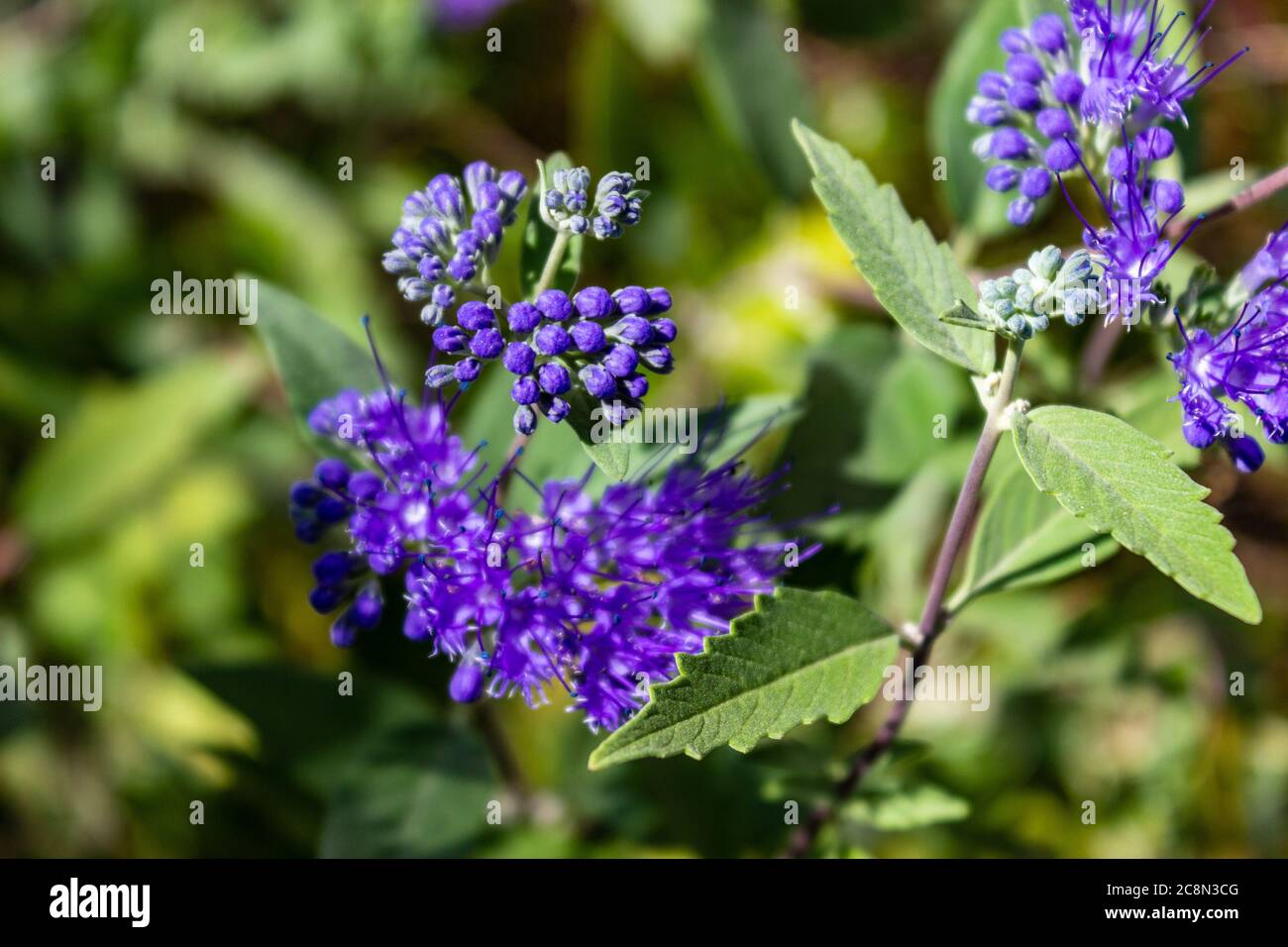 Wiesenblumen mit namen Fotos und Bildmaterial in hoher Auflösung Alamy