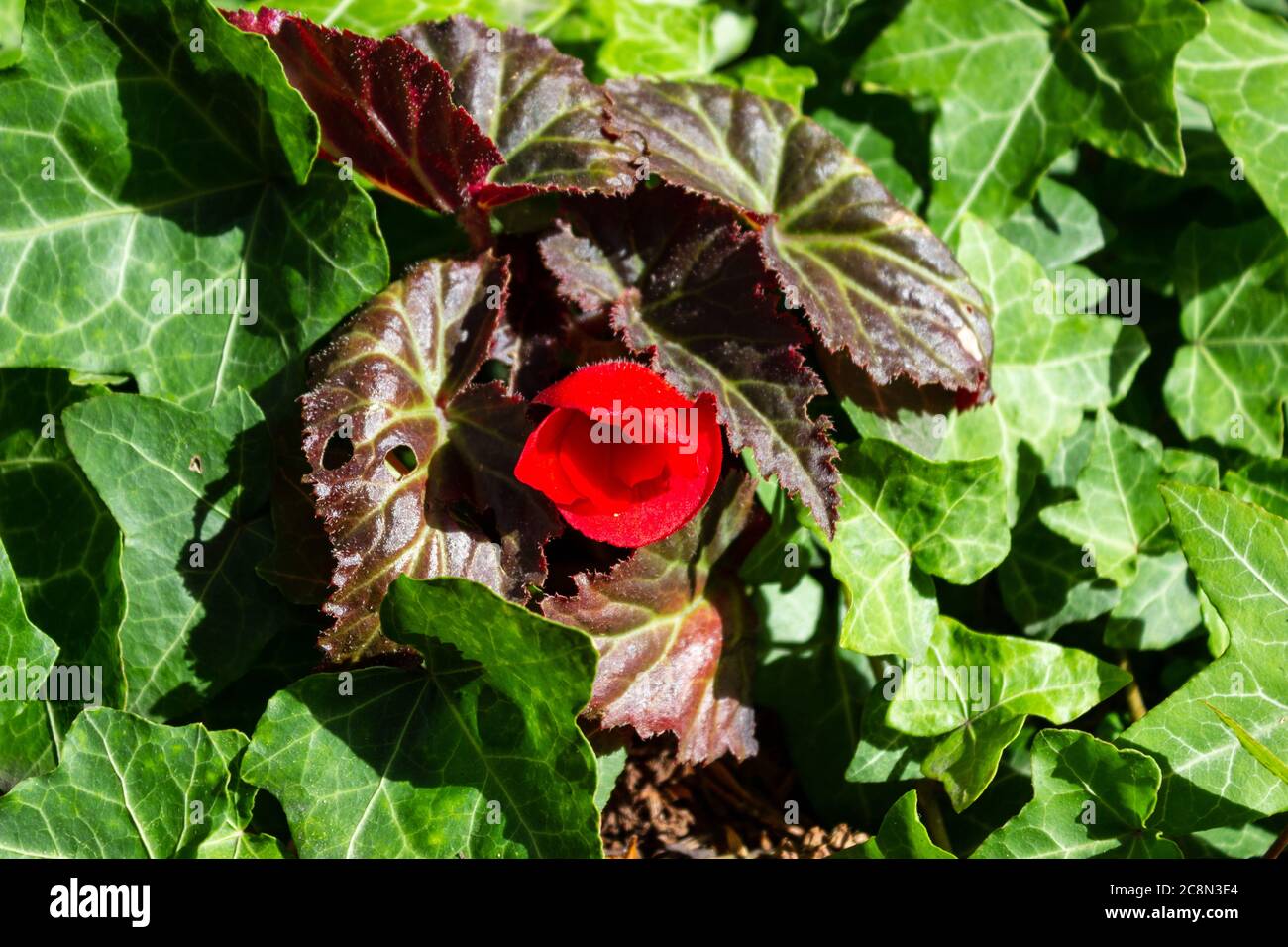 Rot schimmernde Begonien im Garten. Begonia. Stockfoto