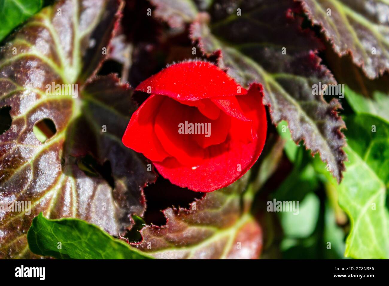 Rot schimmernde Begonien im Garten. Begonia. Stockfoto