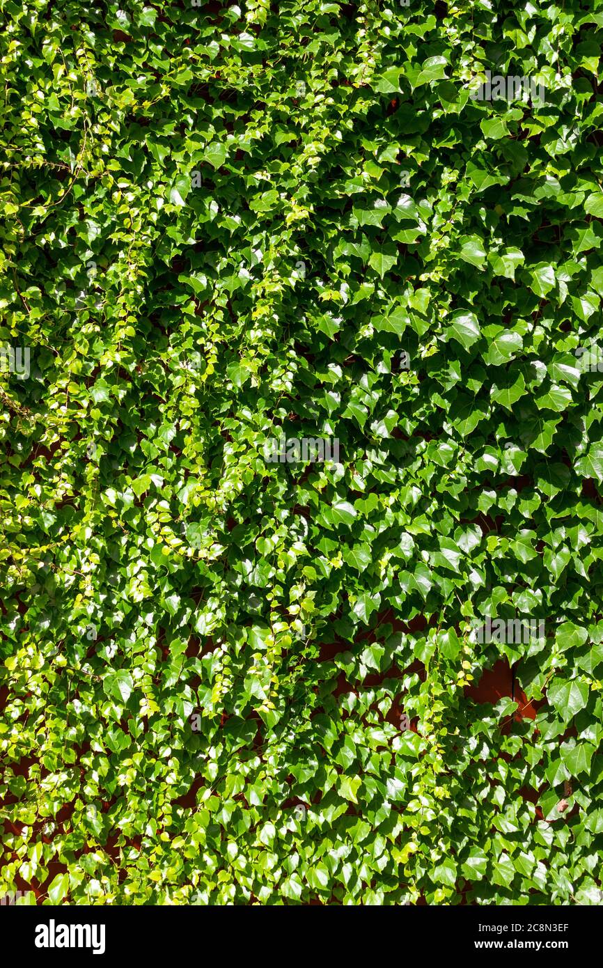 Efeu hecke wand Fotos und Bildmaterial in hoher Auflösung Alamy