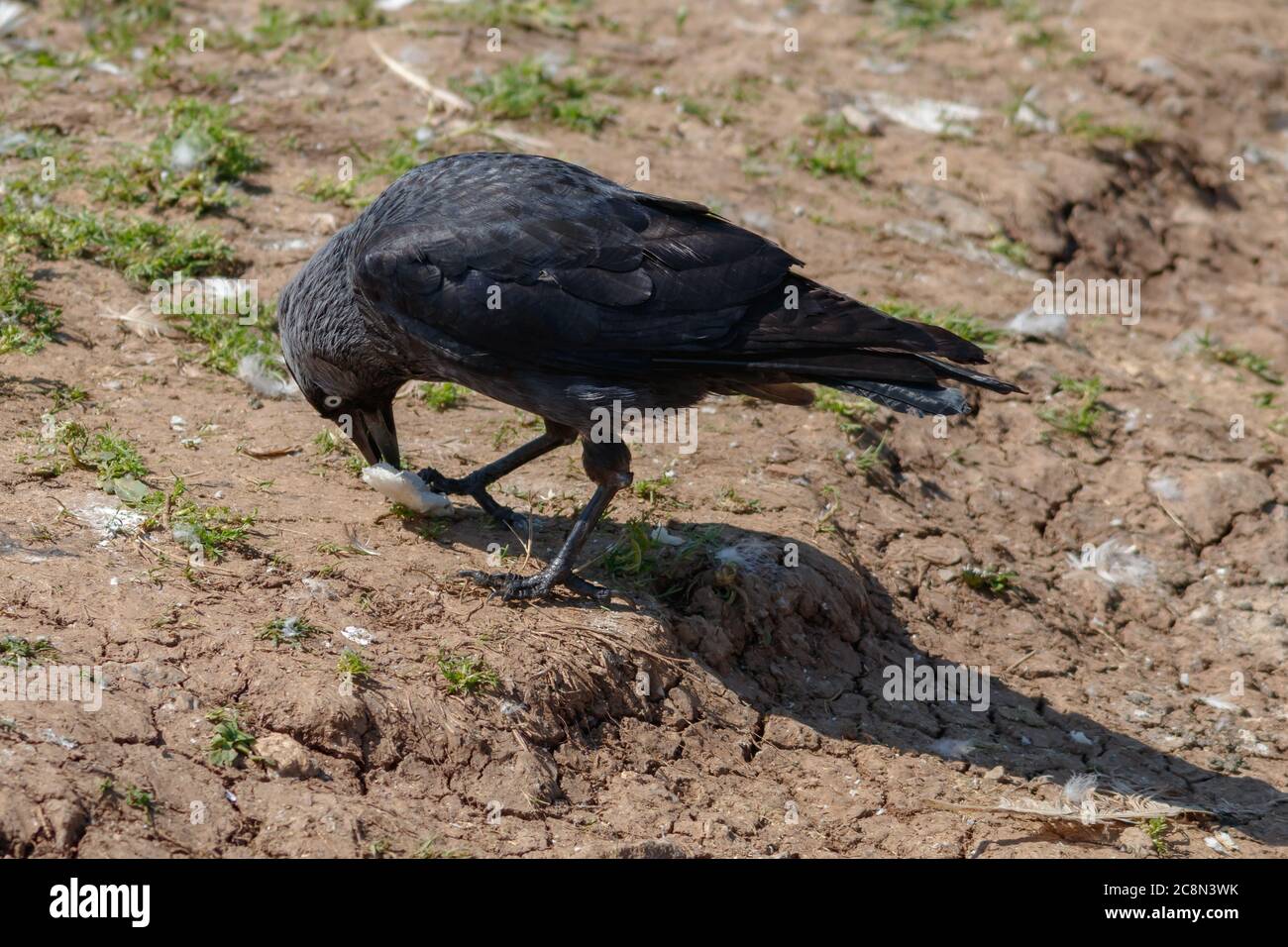 Schwarzer Vogel Stockfoto