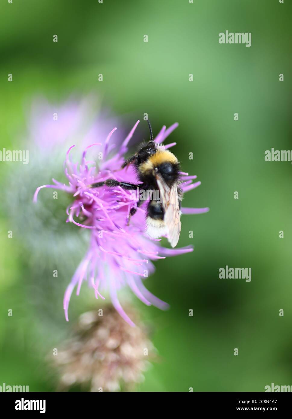 Biene auf einer Distel Blume Stockfoto