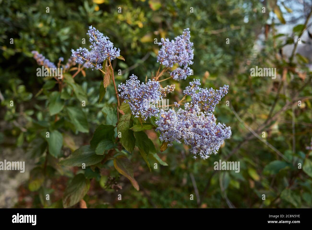 Ceanothus arboreus Strauch mit blauen Blüten Stockfotografie Alamy