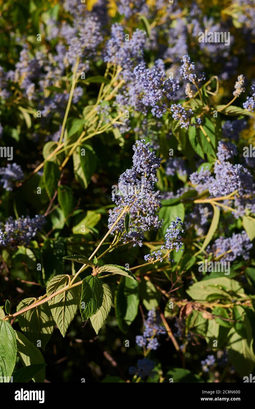 Ceanothus shrub Fotos und Bildmaterial in hoher Auflösung Alamy