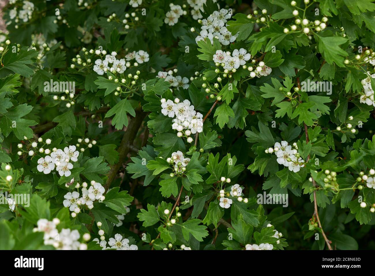 Crataegus monogyna weiße Blüte Stockfoto