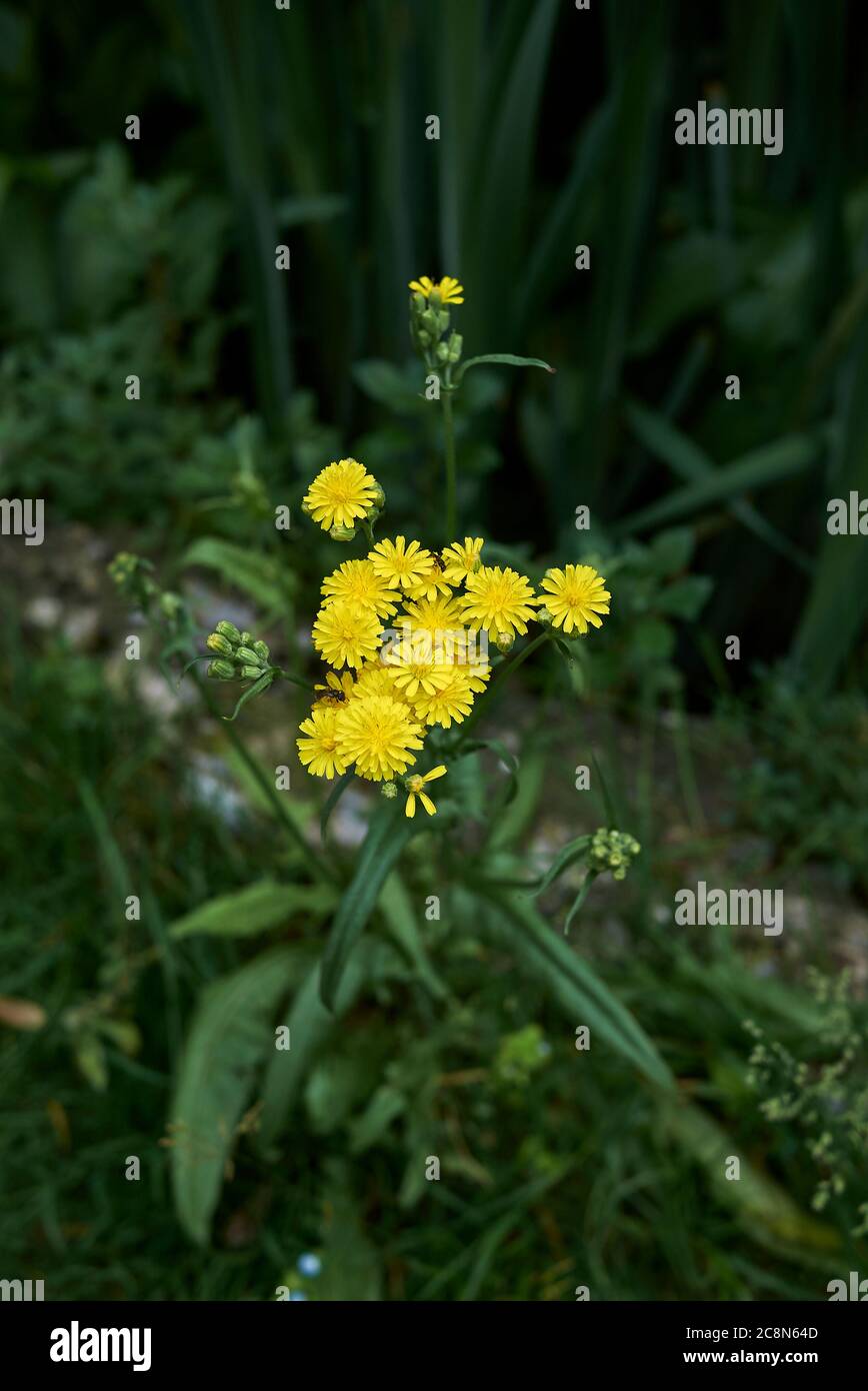 Crepis capillaris in Blüte Stockfoto