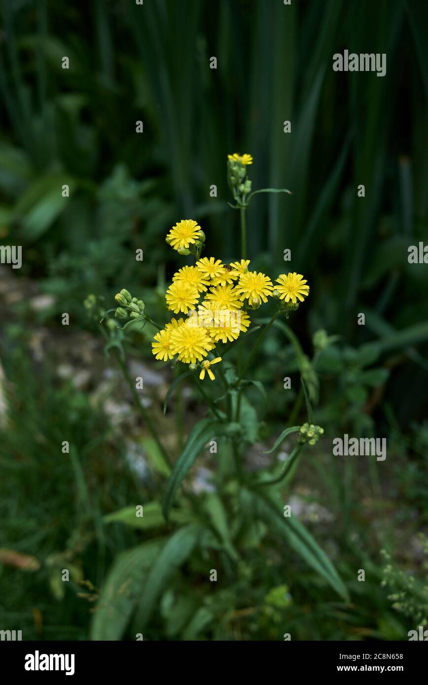 Crepis capillaris in Blüte Stockfoto