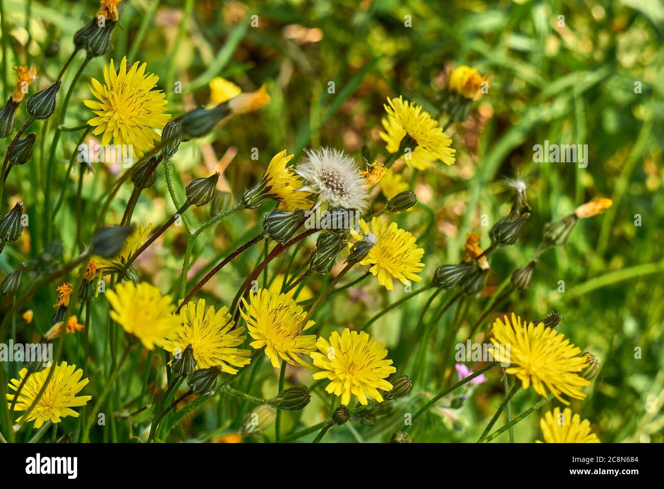 Crepis sancta gelbe Blüten und grüne Blätter Stockfoto