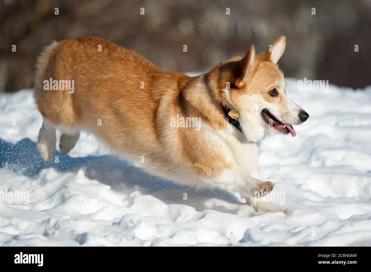 welsh Corgi jagt jemanden Stockfoto