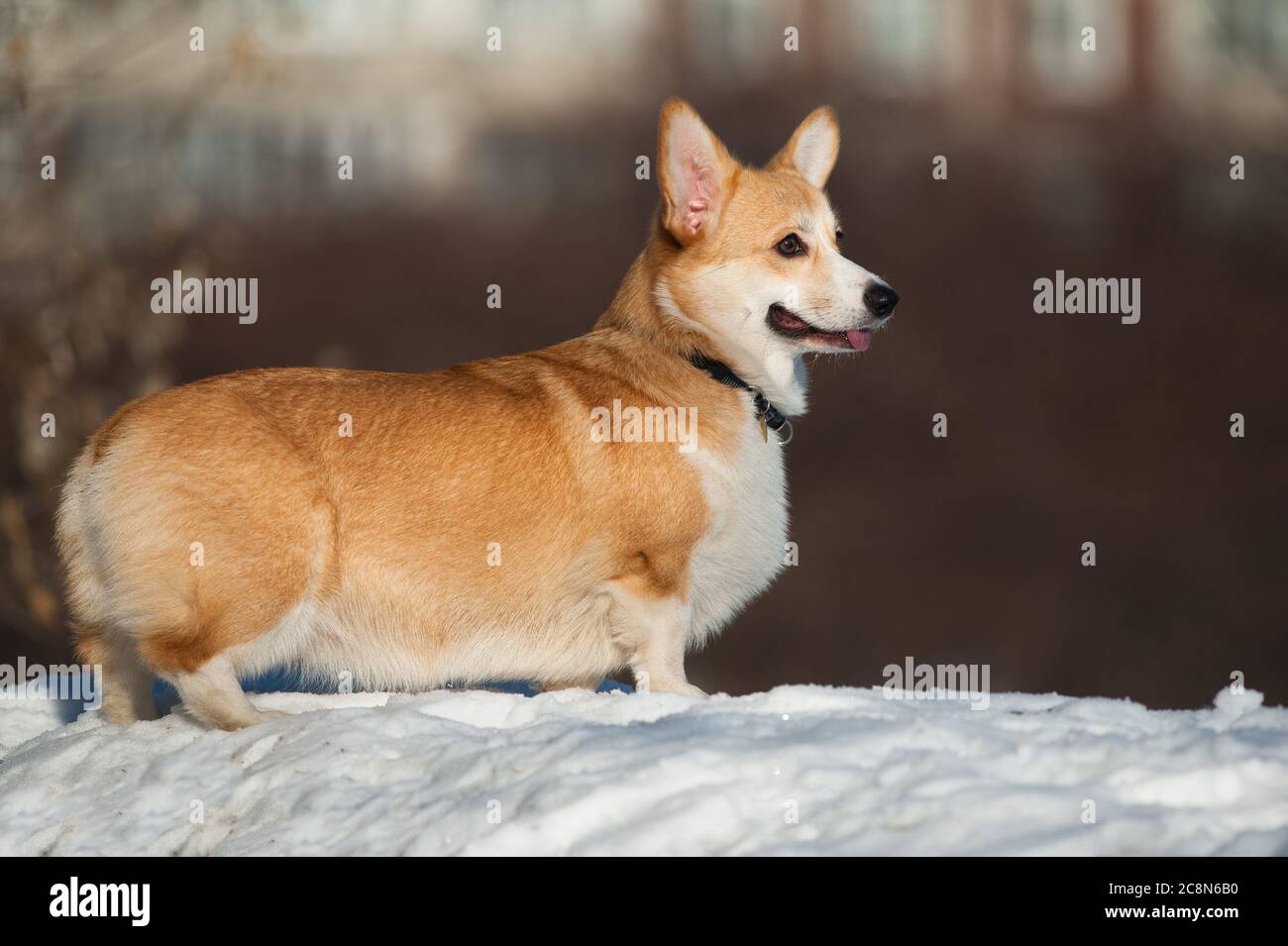 welsh Corgi pembroke im Winter Stockfoto