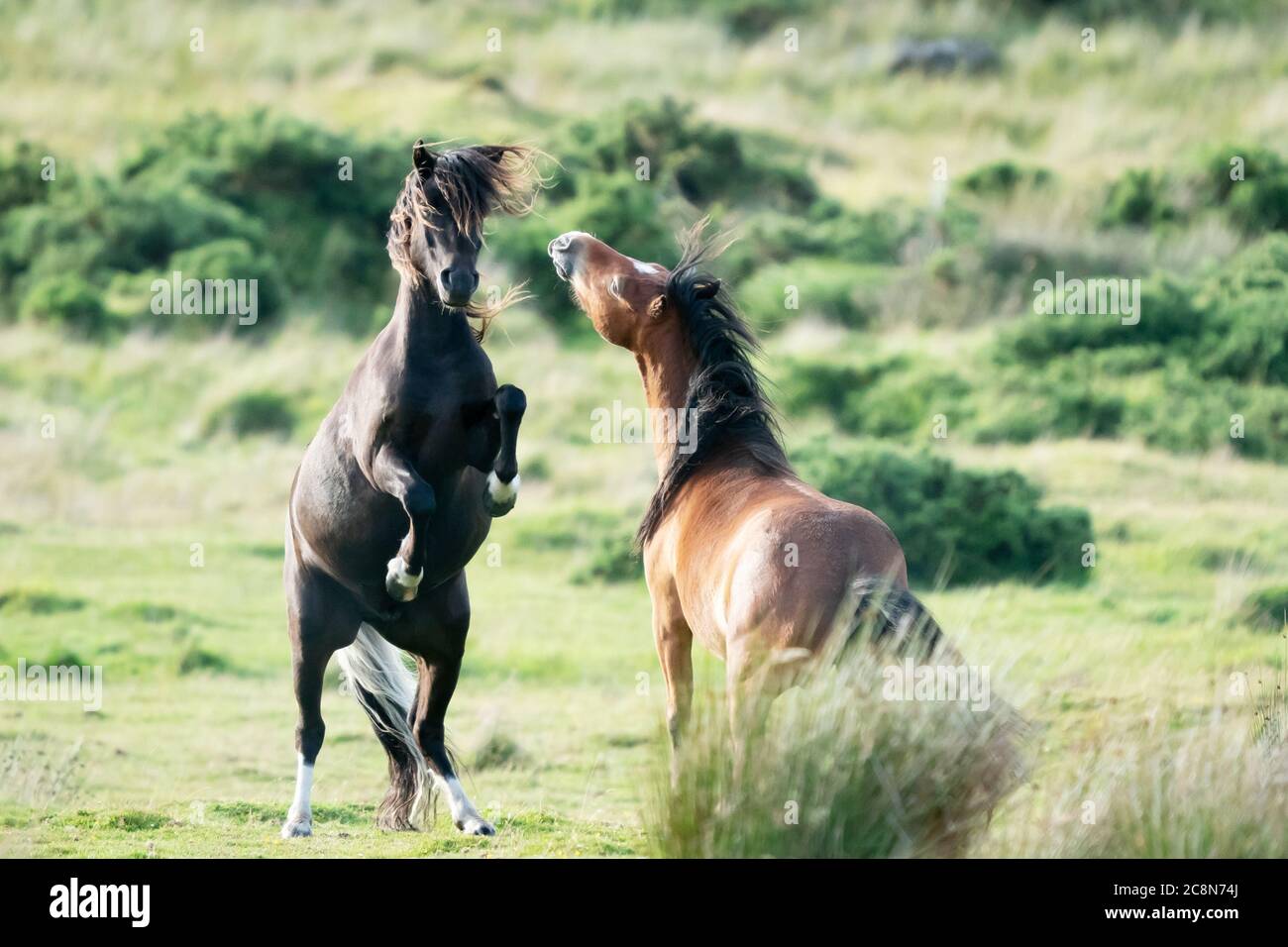 Darmoor Pony und Fohlen auf dartmoor Stockfoto