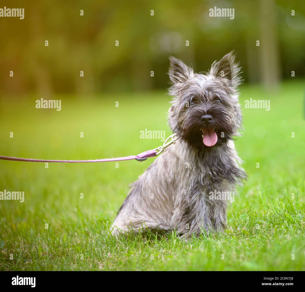 cairn Terrier auf einem Spaziergang im Sommerpark Stockfoto