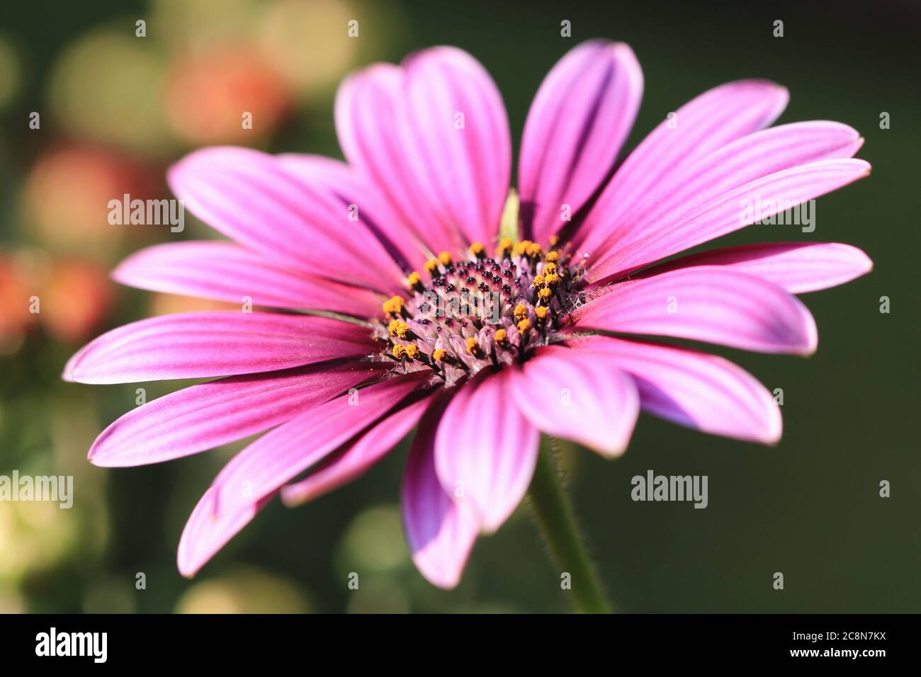 Blauäugige Gänseblümchen-Blume aus der Nähe, lila mit weißen Blume blüht im Garten (Cape Daisy, hängenden afrikanischen Gänseblümchen, afrikanischen Gänseblümchen, Löffel Gänseblümchen) Stockfoto