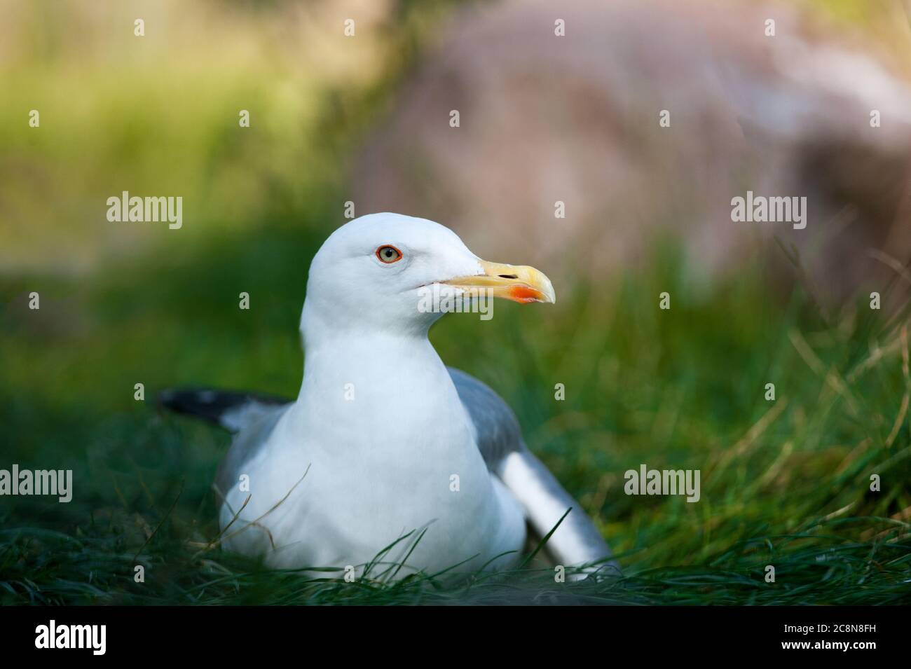 die möwe ruht tagsüber Stockfoto