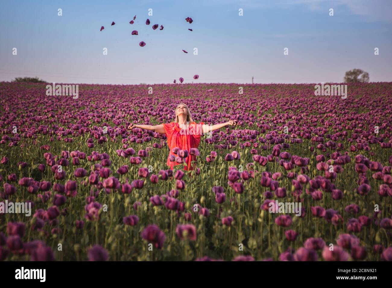 Schöne glückliche Frau mit langen Haaren in roten Kleid einsam zu Fuß in der Lilac Poppy Flowers Feld Stockfoto